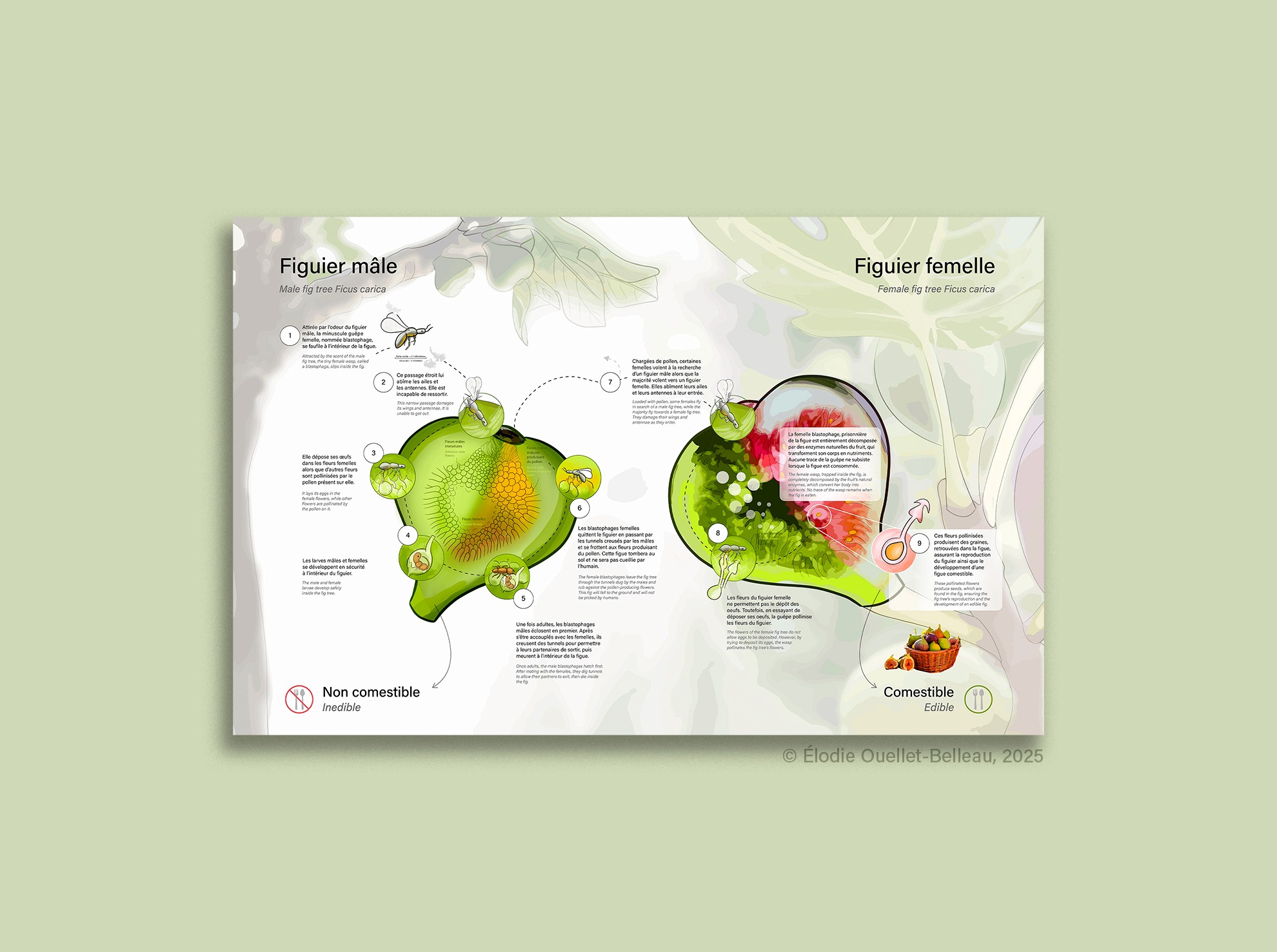 Illustration scientifique de la langue humaine adulte par Élodie Ouellet-Belleau, illustratrice scientifique.