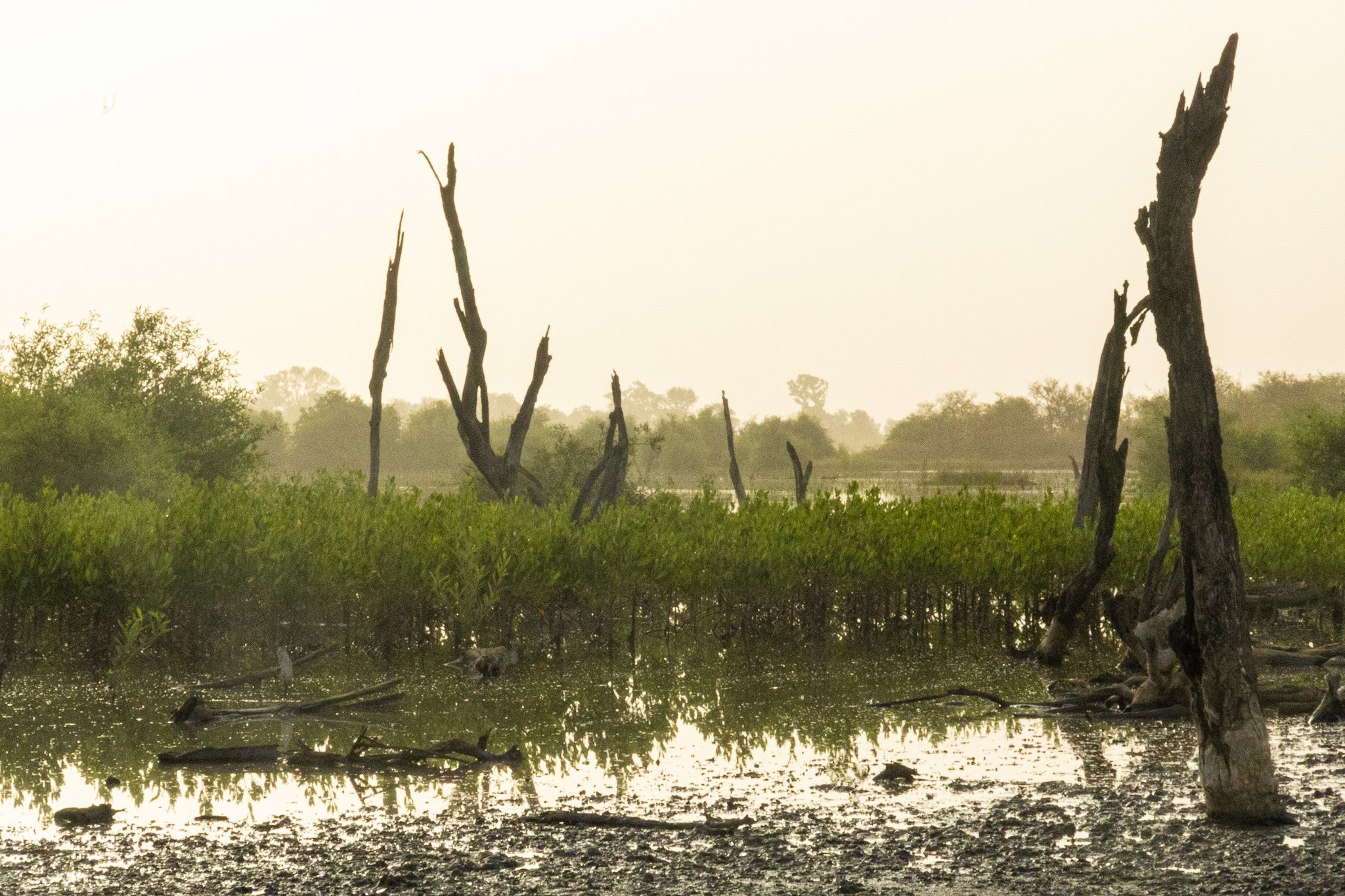 Young mangroves at dawn. Photo credit Dona Bertarelli Philanthropy