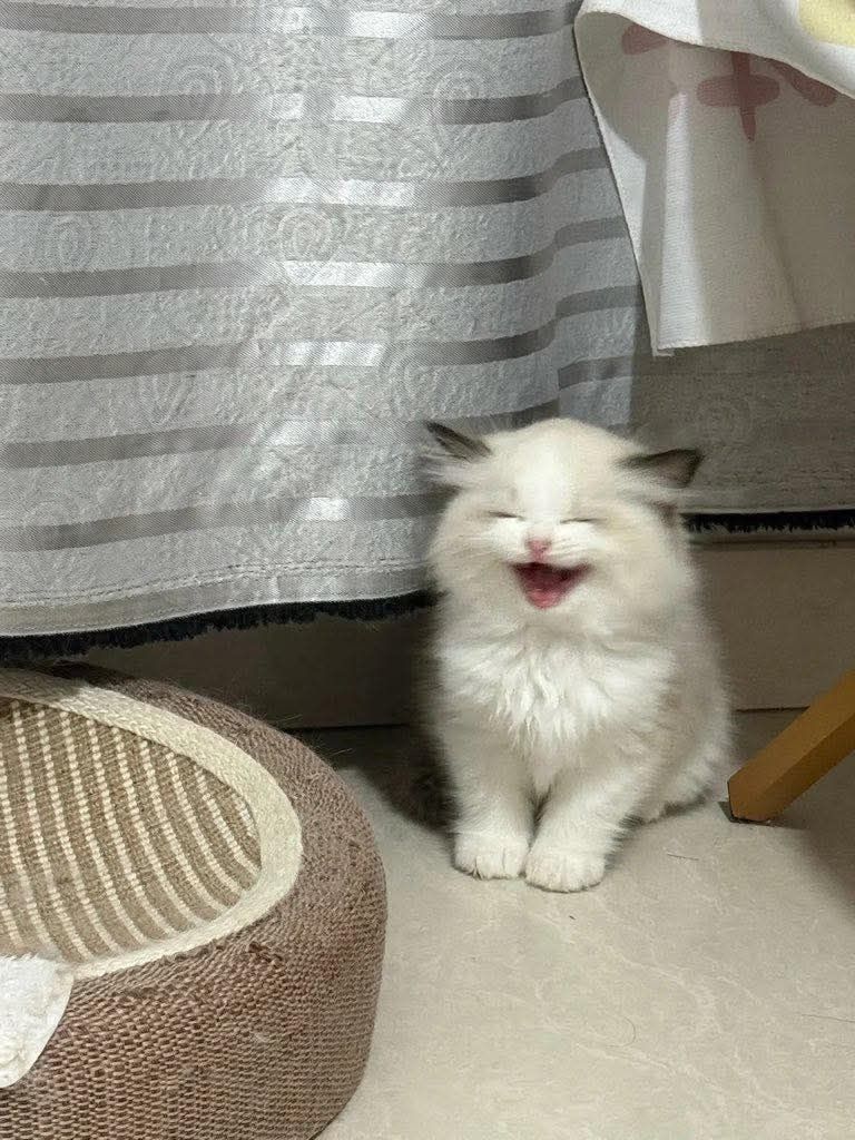 Focused Collaboration