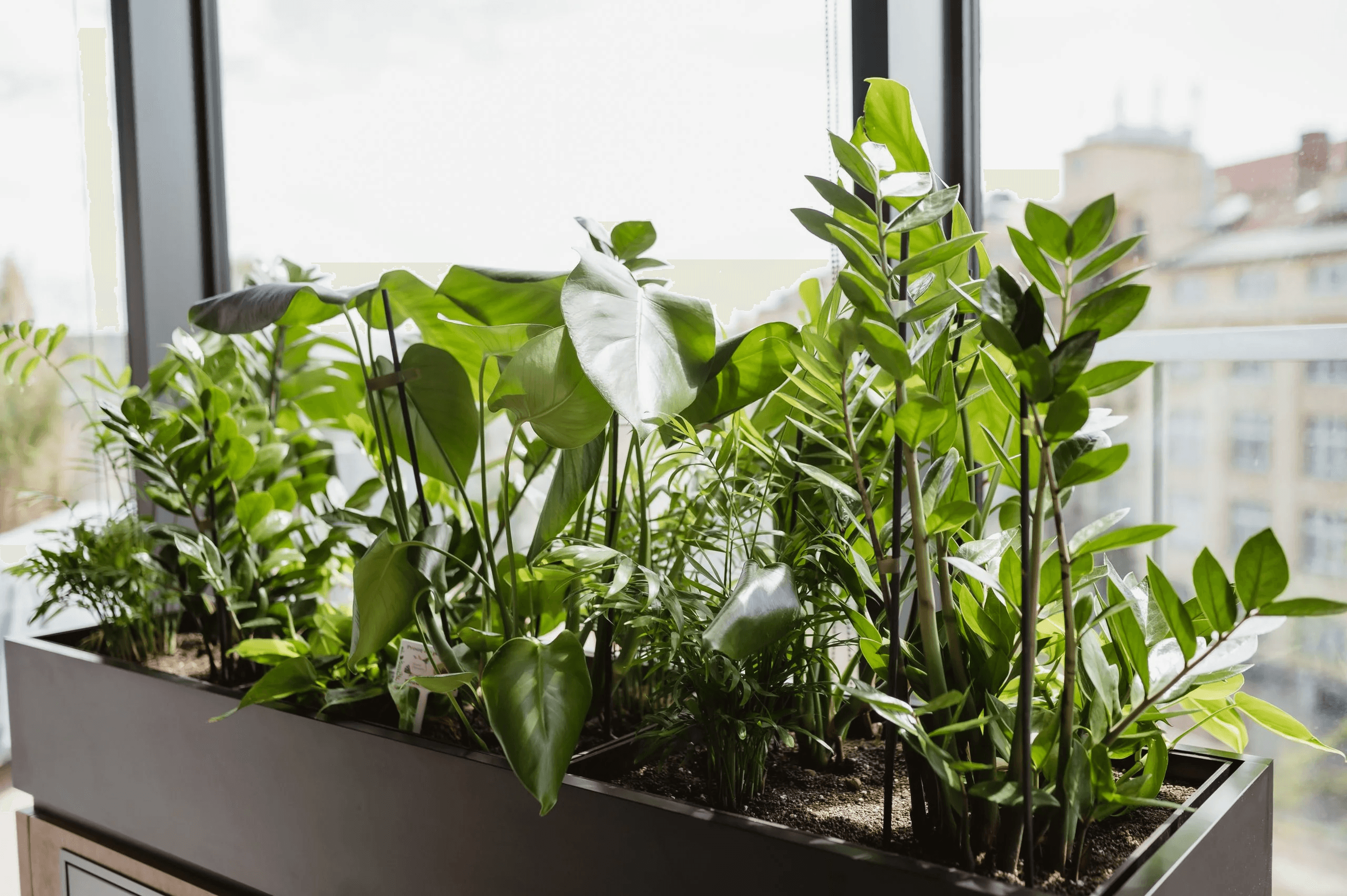 rośliny rosnąca u klienta officejungle