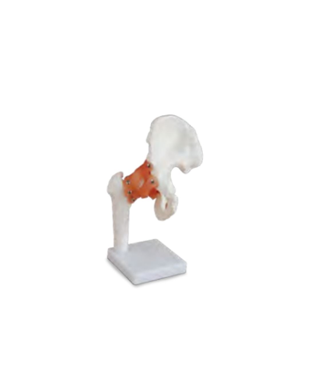 Life-size Hip Joint