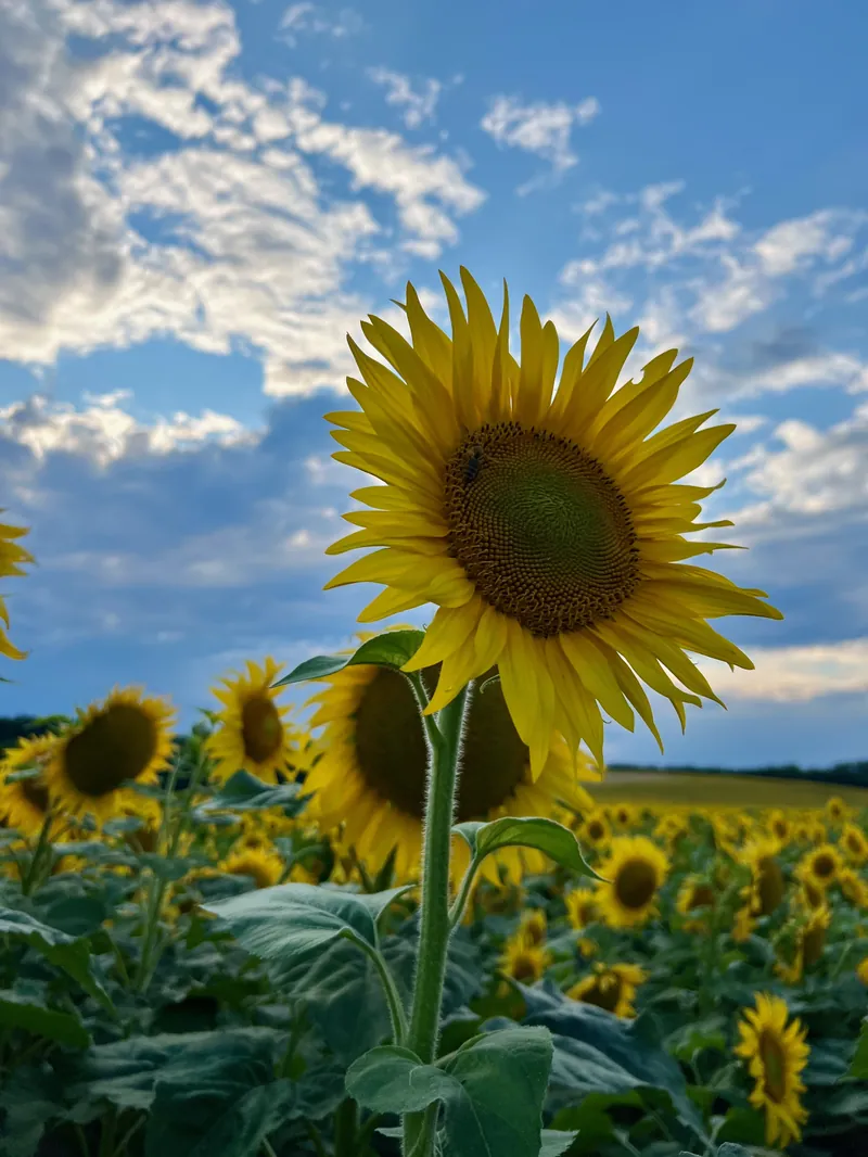 Virágzó napraforgó tábla a méheknek