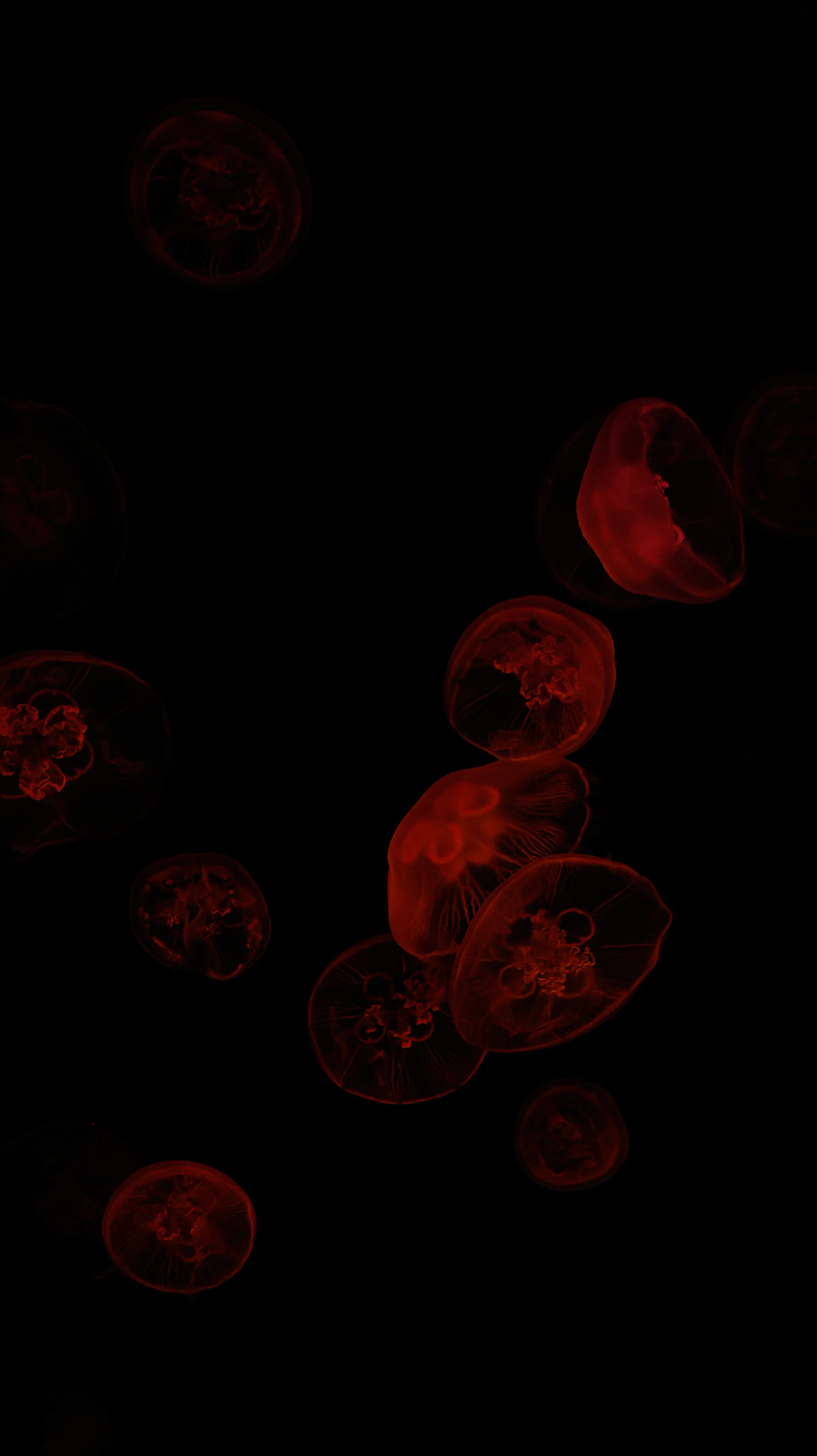 a tribute to nature’s harmony