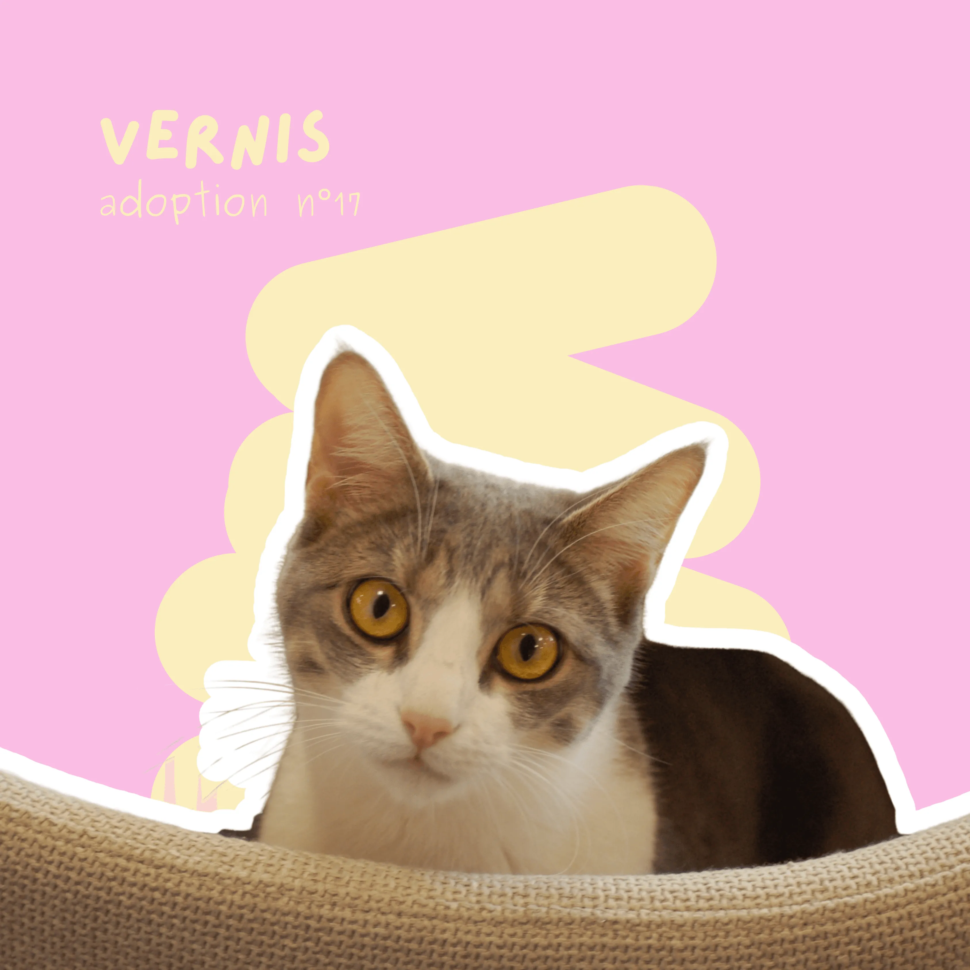 chat-vernis