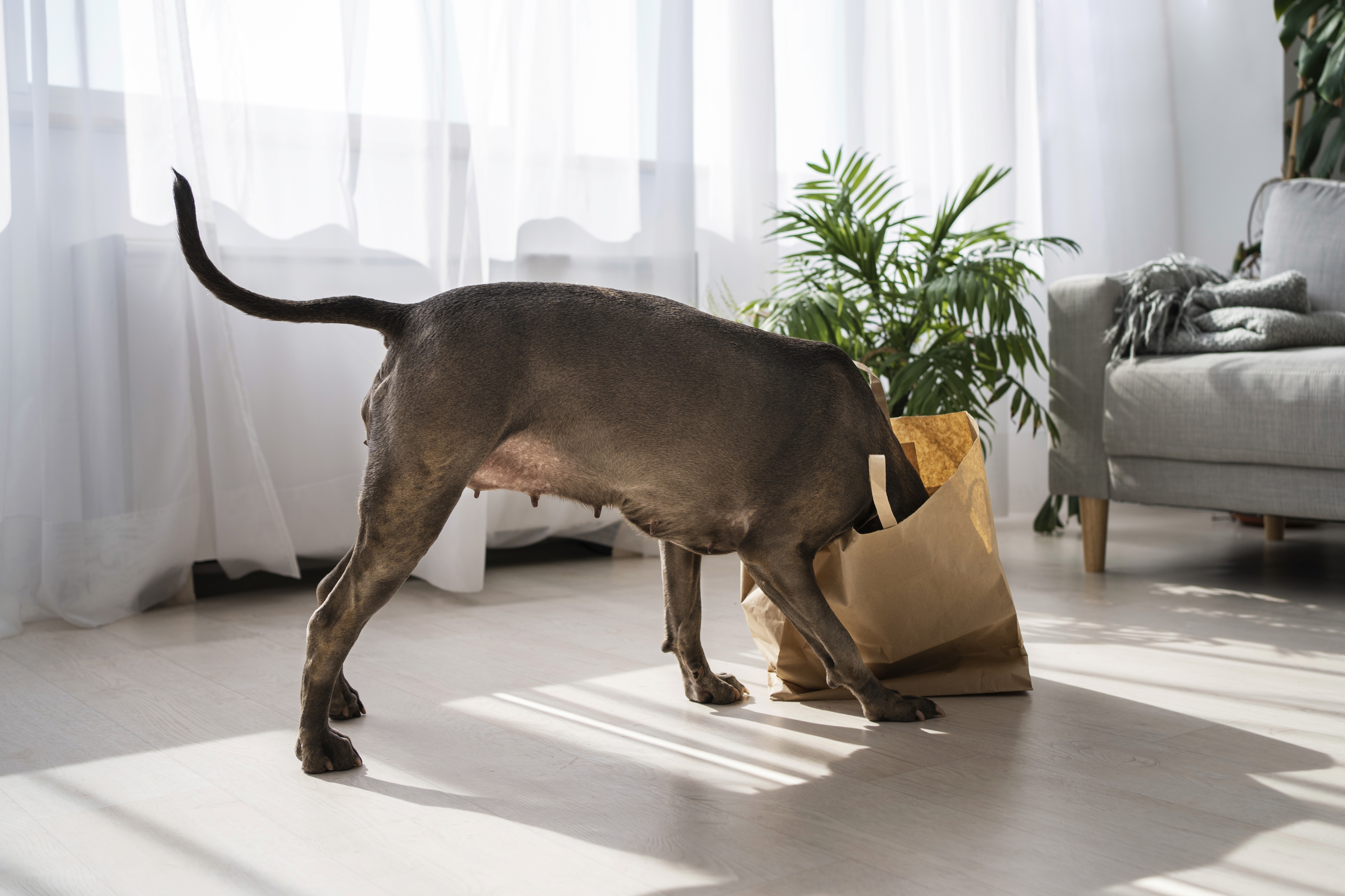 A curious dog explores a bright living room on LUXO’s light-toned hybrid flooring, demonstrating its pet-friendly, scratch-resistant, and easy-clean surface. Designed for Brisbane and Australian homes, the durable flooring supports active pets while maintaining a clean, modern interior.