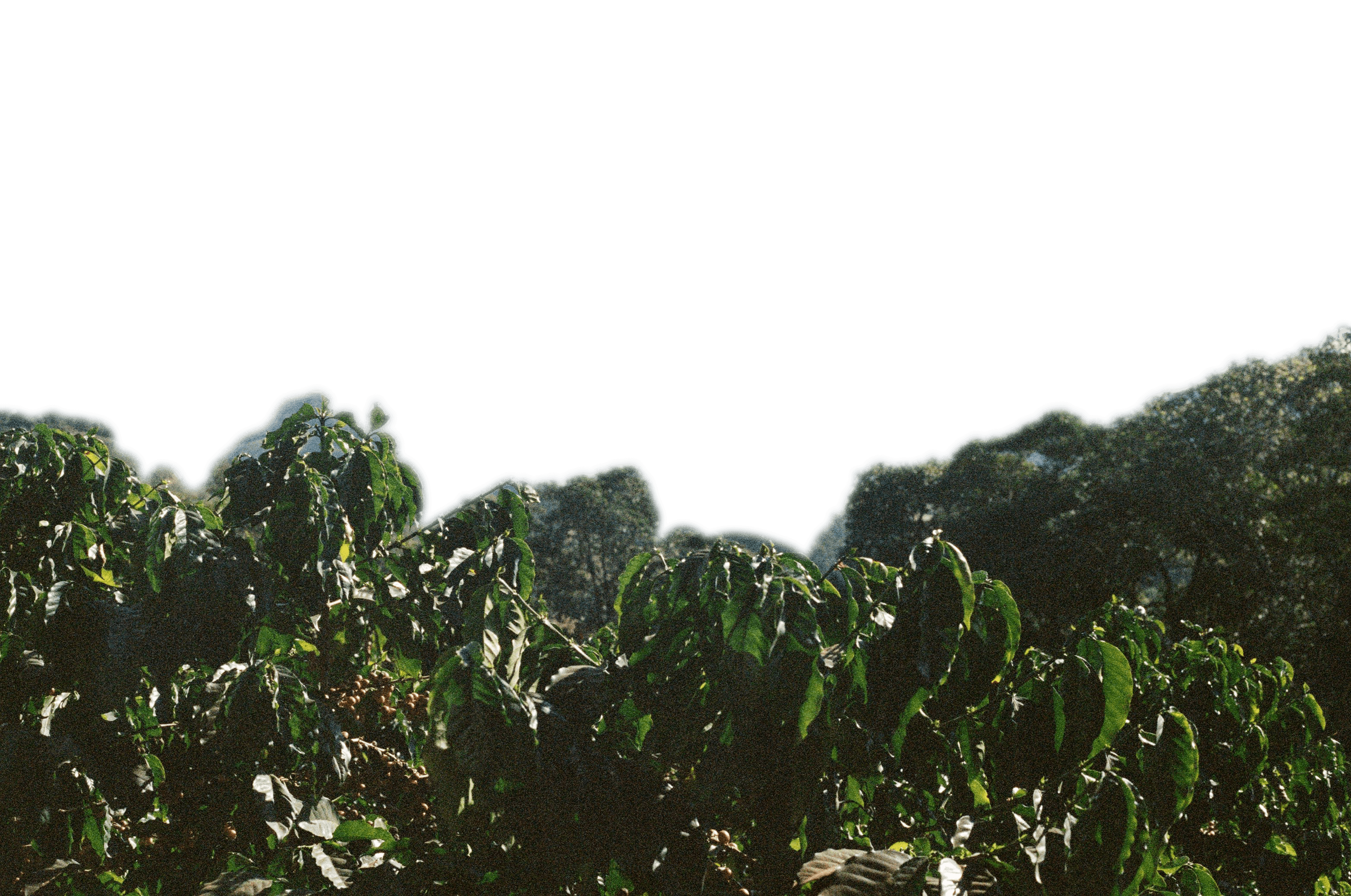 A coffee plantation landscape with rows of lush green coffee plants in the foreground, against a backdrop of rolling mountains under an overcast sky. The mountains fade from brown to blue-grey in the distance, creating a layered effect. The image appears to be shot on film, giving it a slightly vintage quality