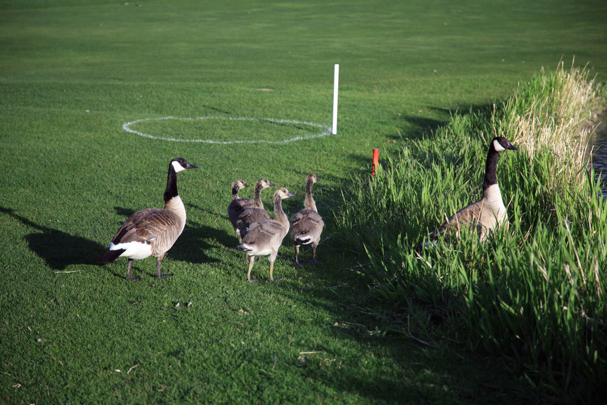 Two men greeting with hand