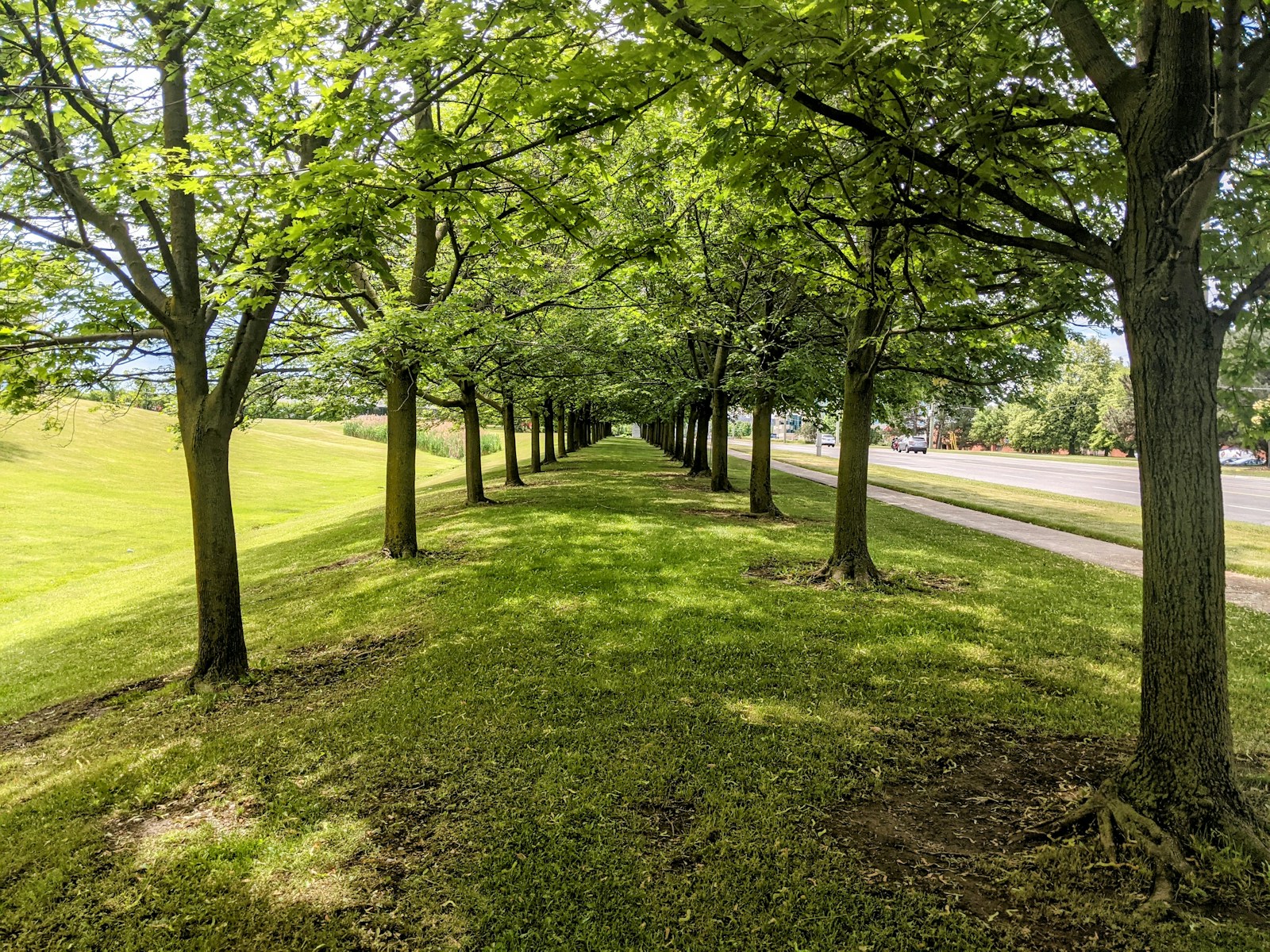 Mature trees and open lawn for year-round property care