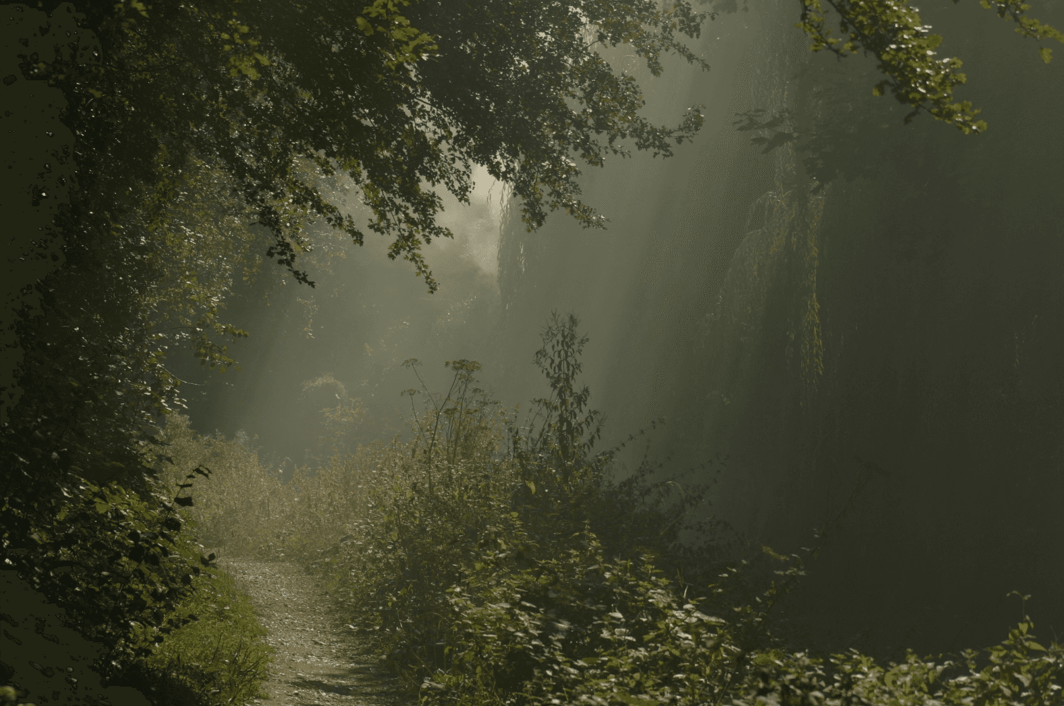 Image of a path in the forest