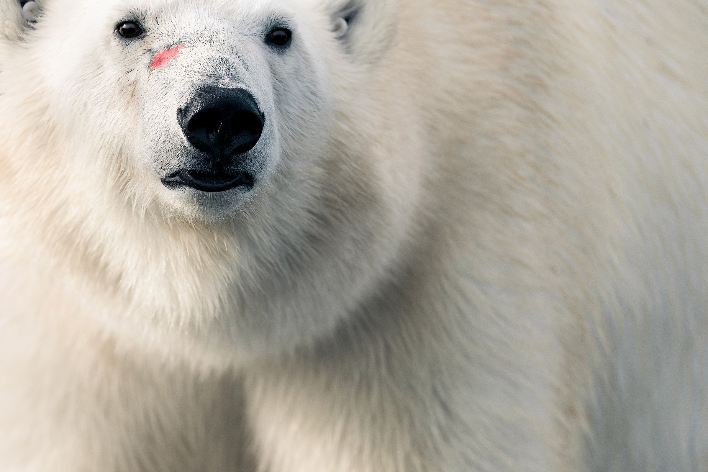 Polar Bear, Svalbard