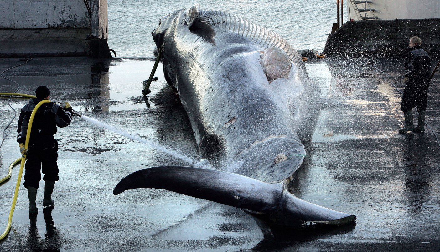 Workers on a whaling vessel hauling a large whale onto a ship in Iceland