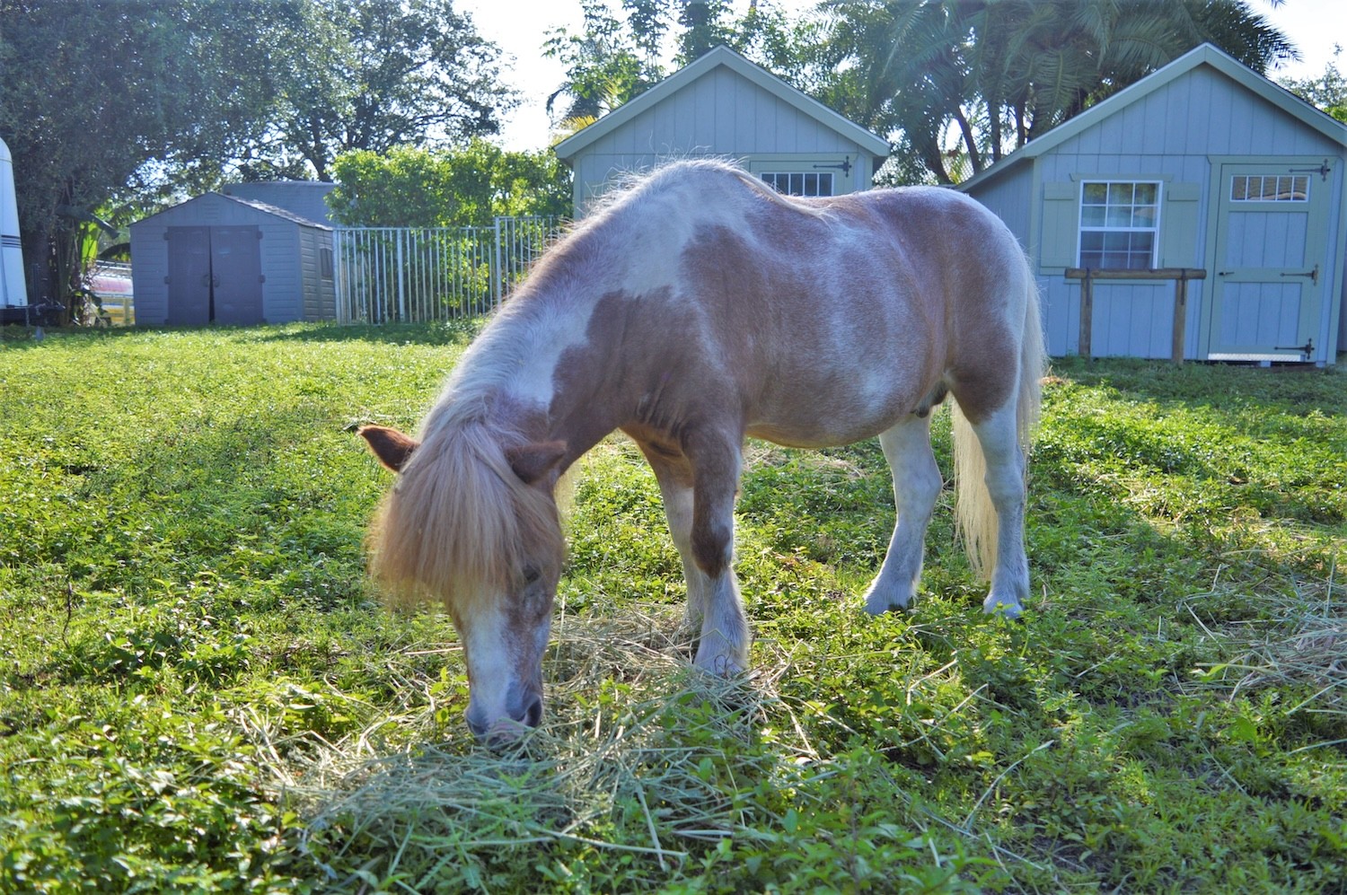 A tan and white miniature horse