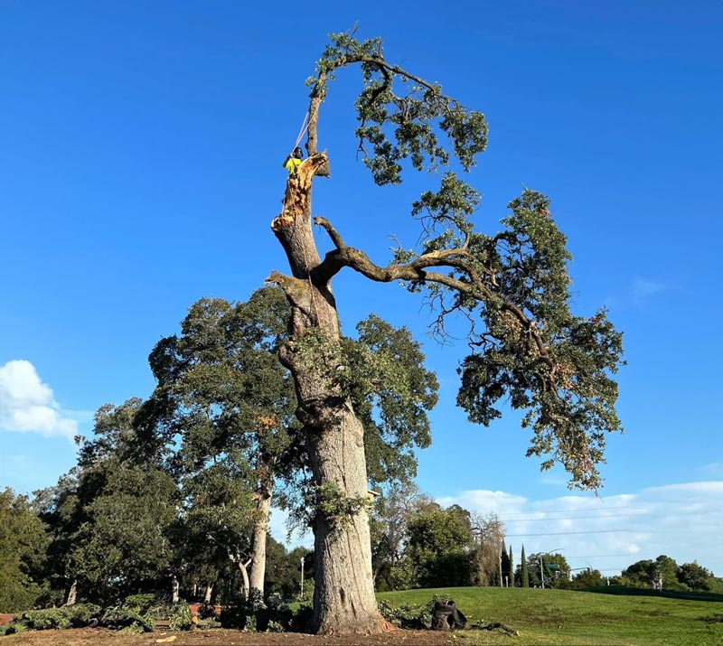 Old tree getting taken down