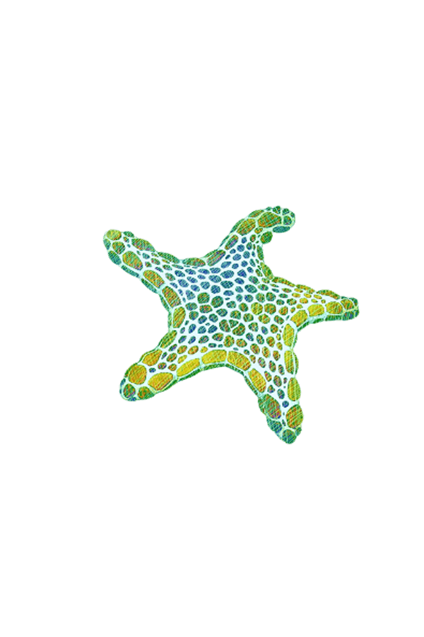 Yellow starfish illustration 