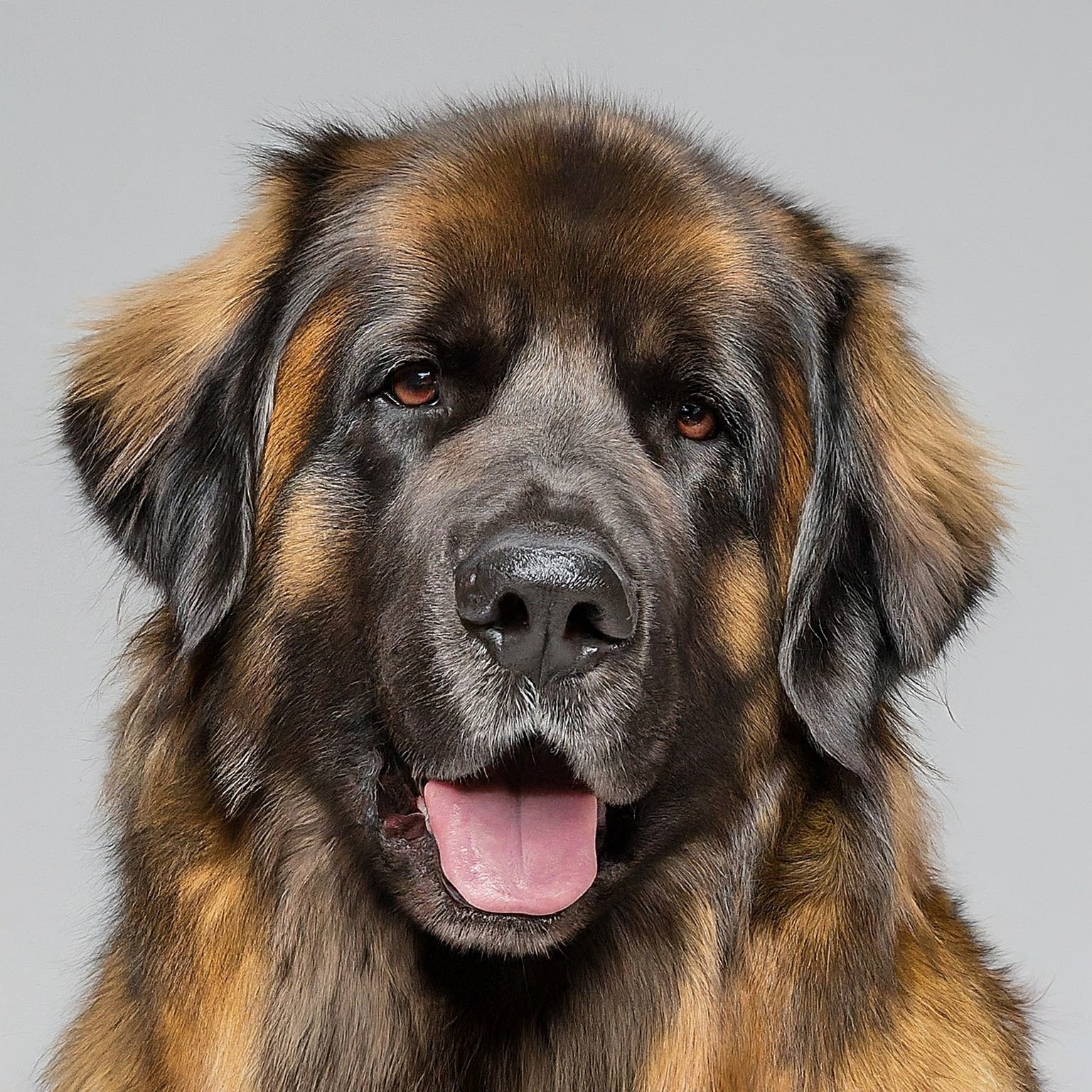 BUDDYUNO, Leonberger