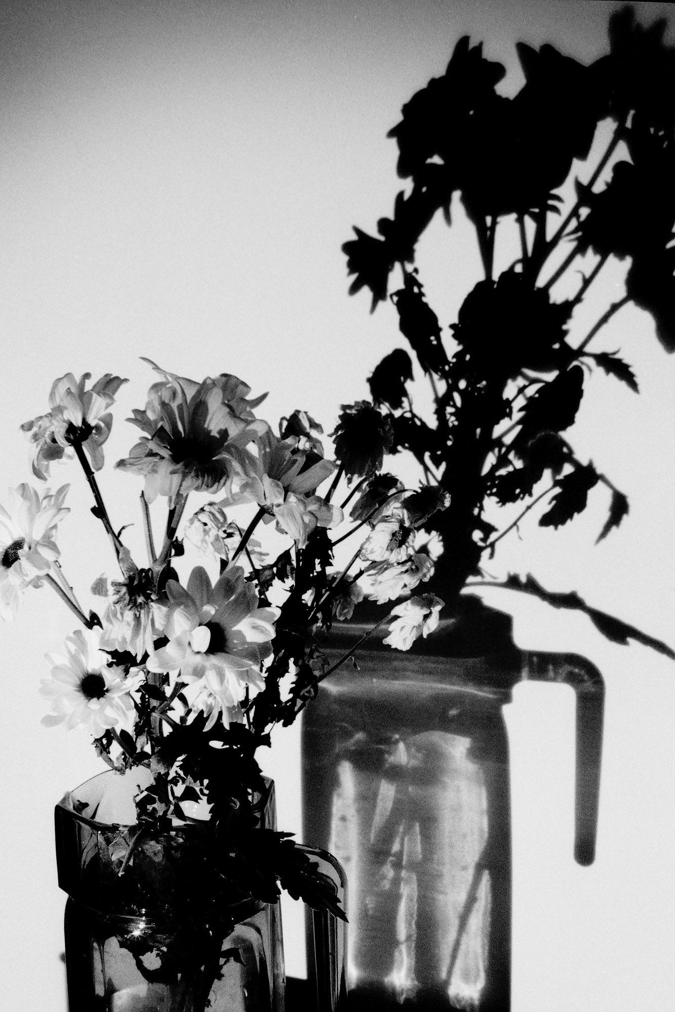 A black and white image features a clear glass vase holding a bouquet of blooming daisies, casting dramatic shadows on a plain background, accentuating the flowers' delicate petals and slender stems.