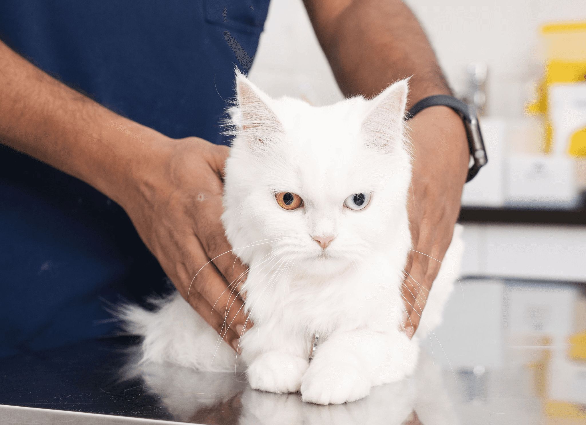 A veterinarian is holding a white cat on a table for a checkup.
