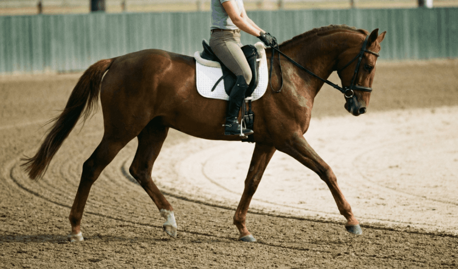 Horse Training - ManeMap app