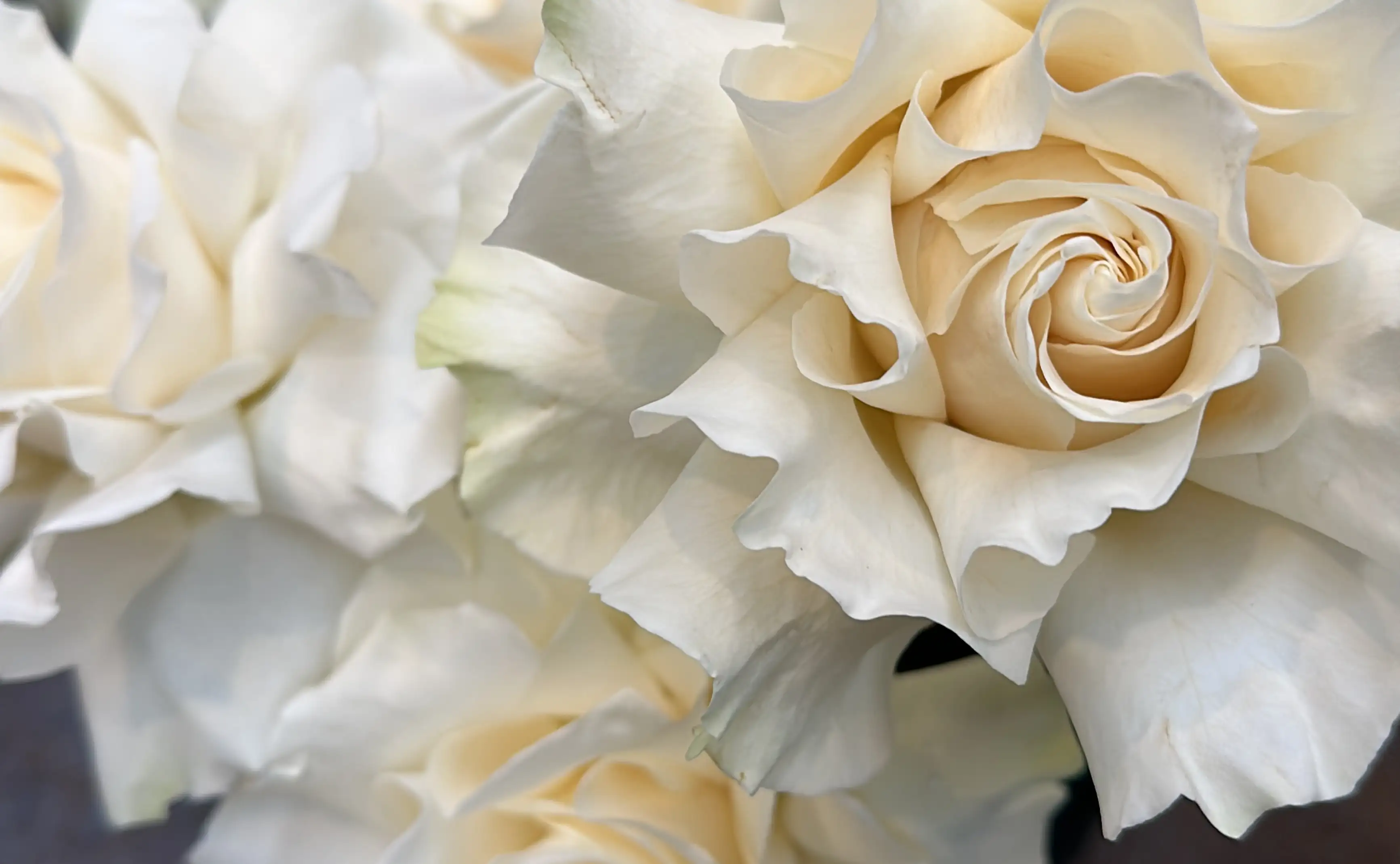 Primer plano de una rosa crema con pétalos suaves y rizados, capturada con luz natural que resalta su textura sedosa y el degradado de tonos marfil y beige.