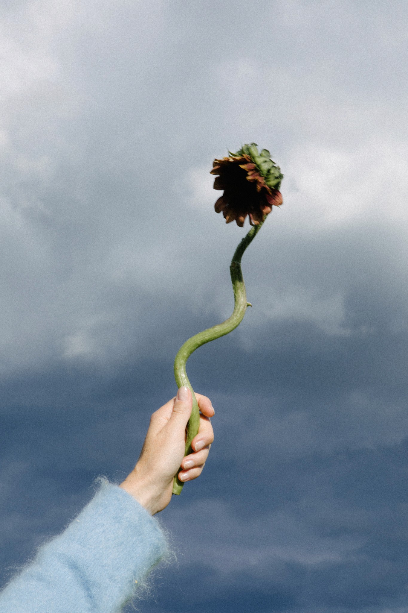 Hand hält Sonnenblume vor bewölktem Himmel