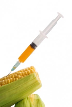 a whole corn shot by an injection