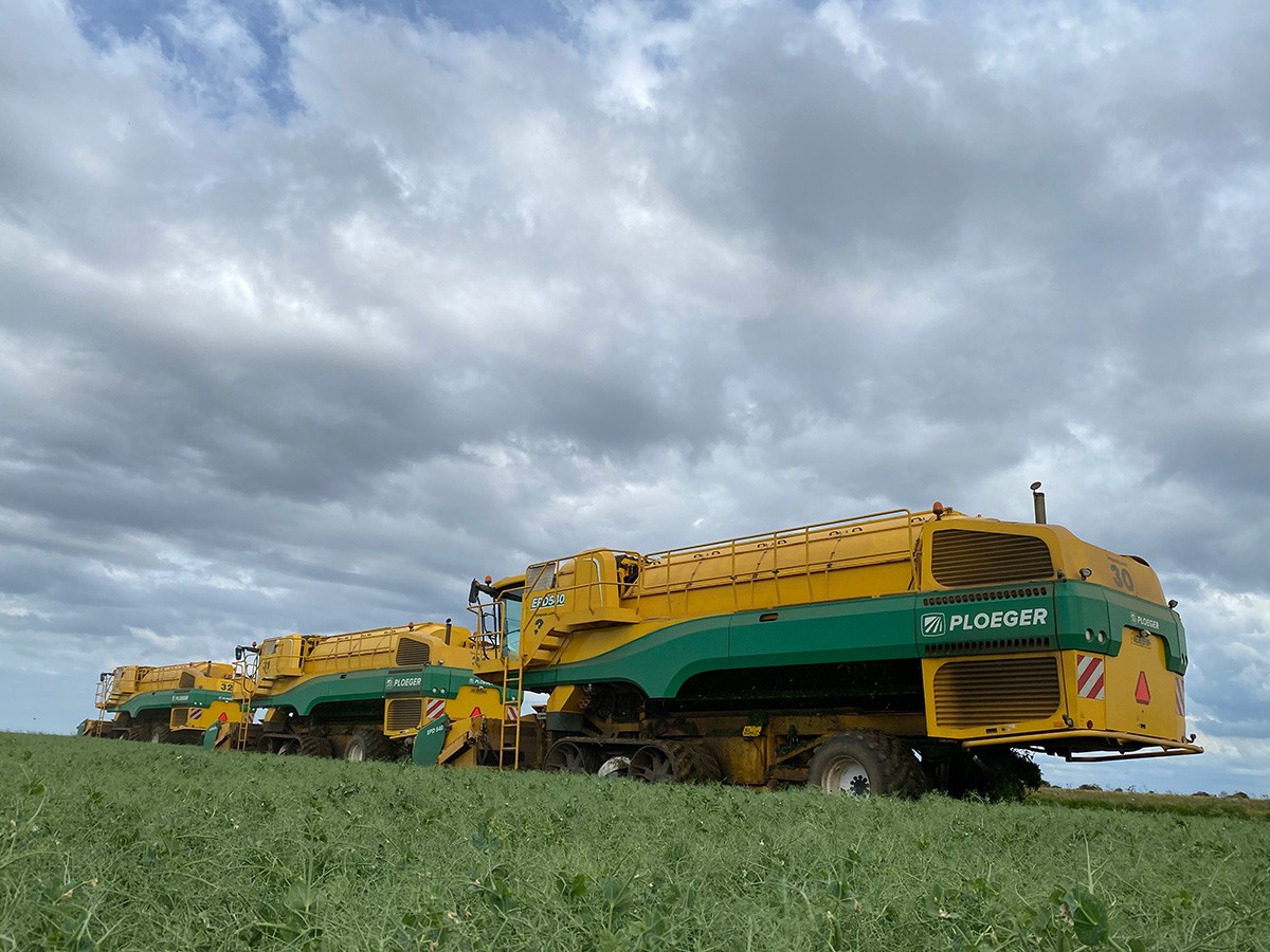 Three Ploeger pea harvesters lined up in a pea field viewed from a low angle, silhouetted against a dramatic cloudy sky.