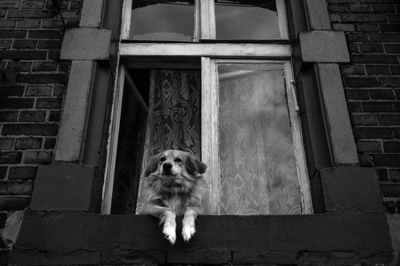 A dog looking out of an open window in an old brick building, street photography detail.