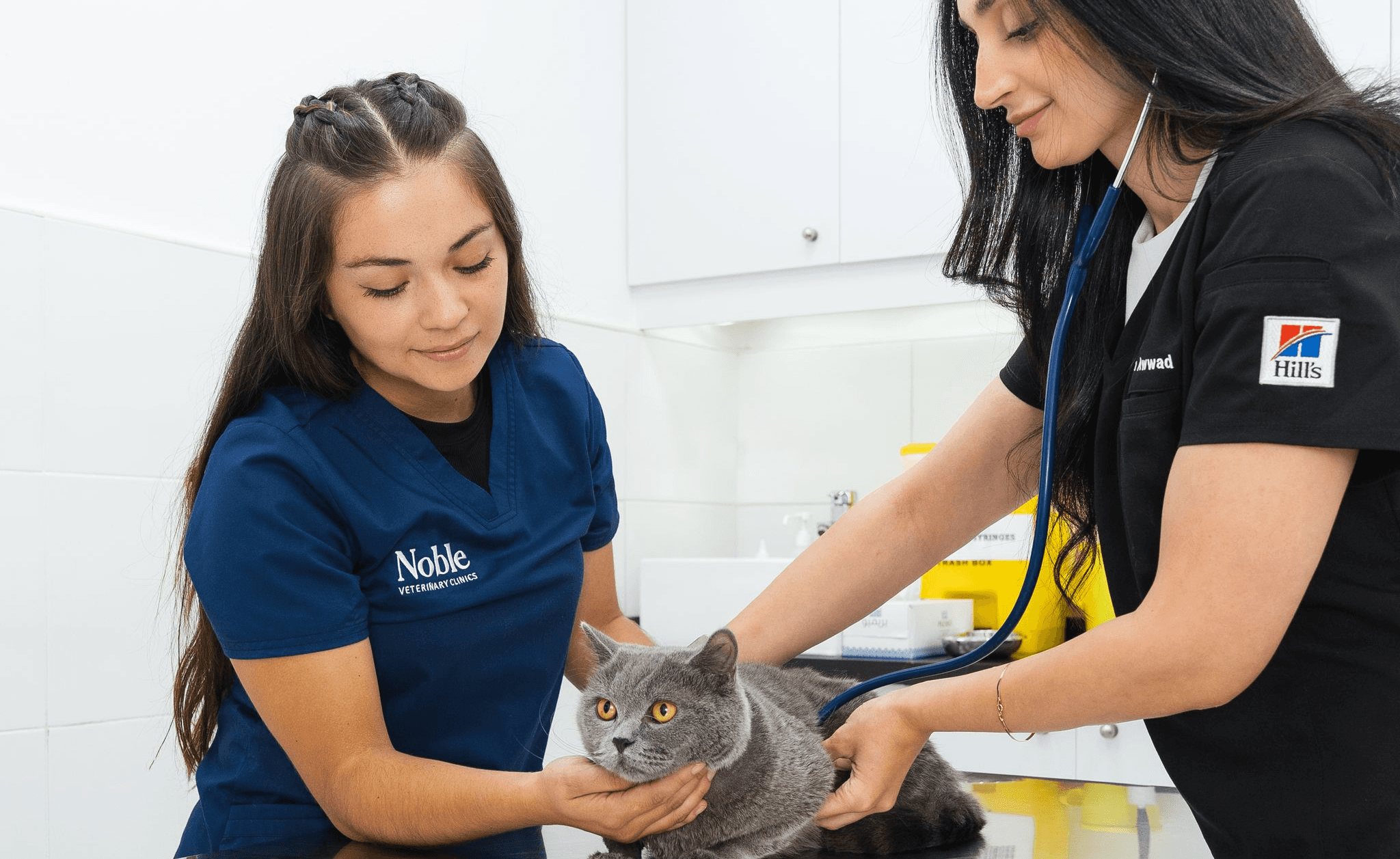 A veterinarian in a black shirt is using a stethoscope to check the gray cat's condition. Another vet is holding the cat gently.