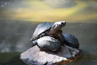 pet turtle on rocks