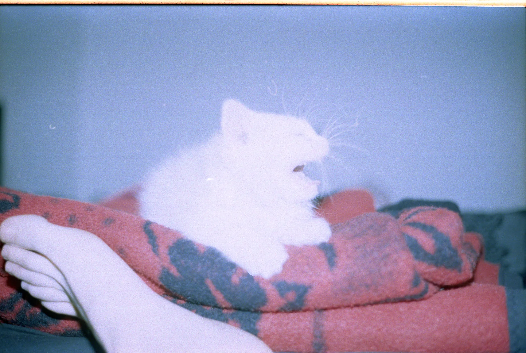 A Cat's Yawn