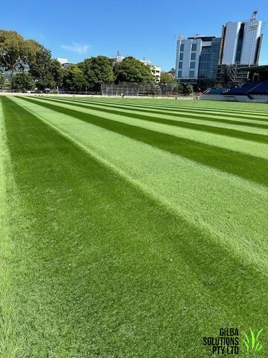 Intense perennial ryegrass at Sydney university