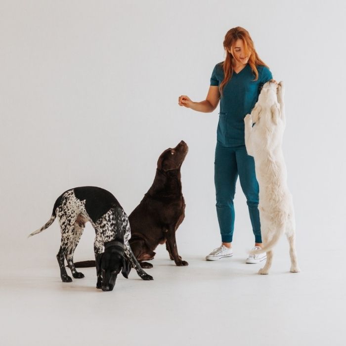 Veterinārārsta mājas vizīte – stress brīva dzīvnieku aprūpe