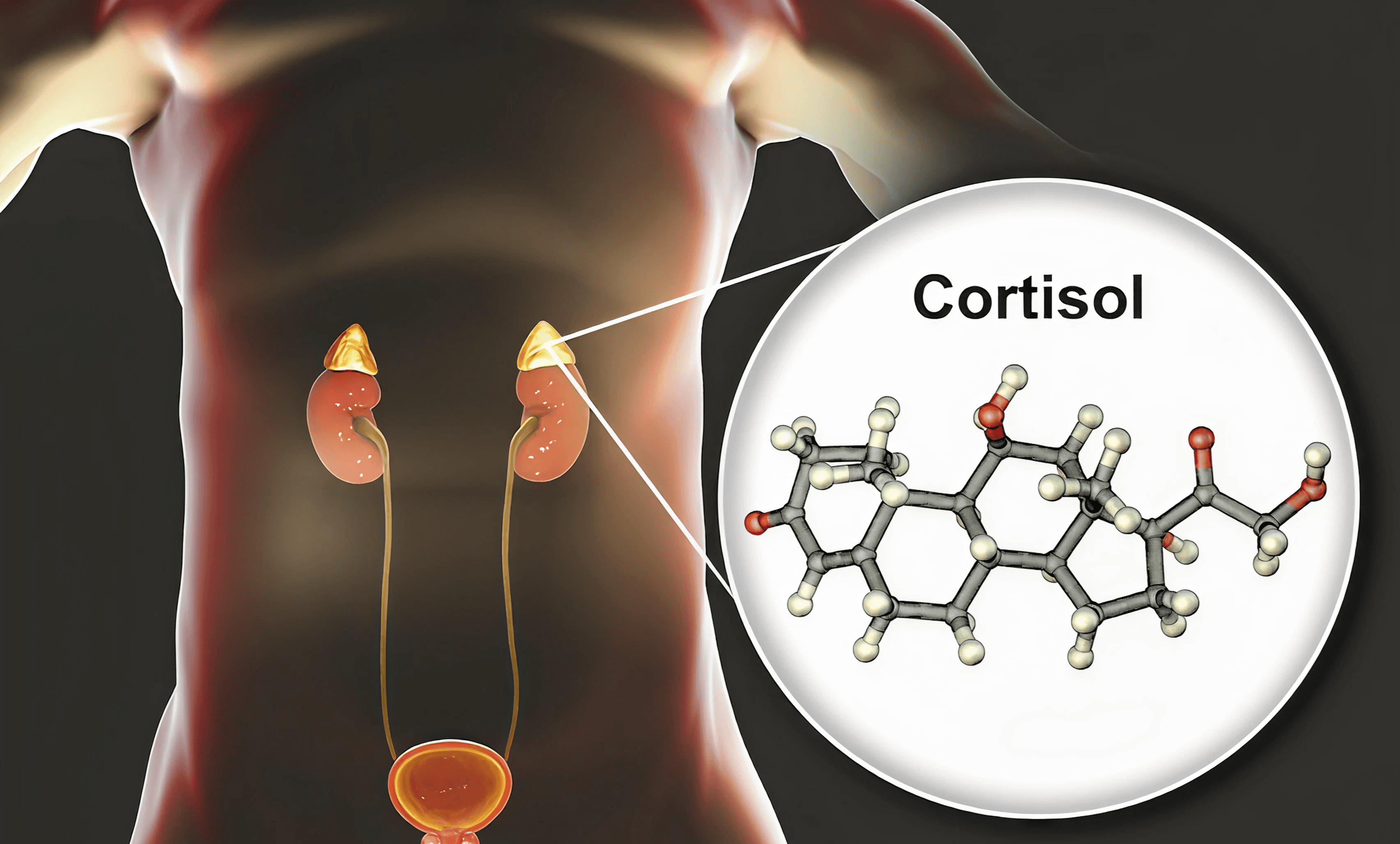Illustration of cortisol hormone molecule and adrenal glands highlighted on human body