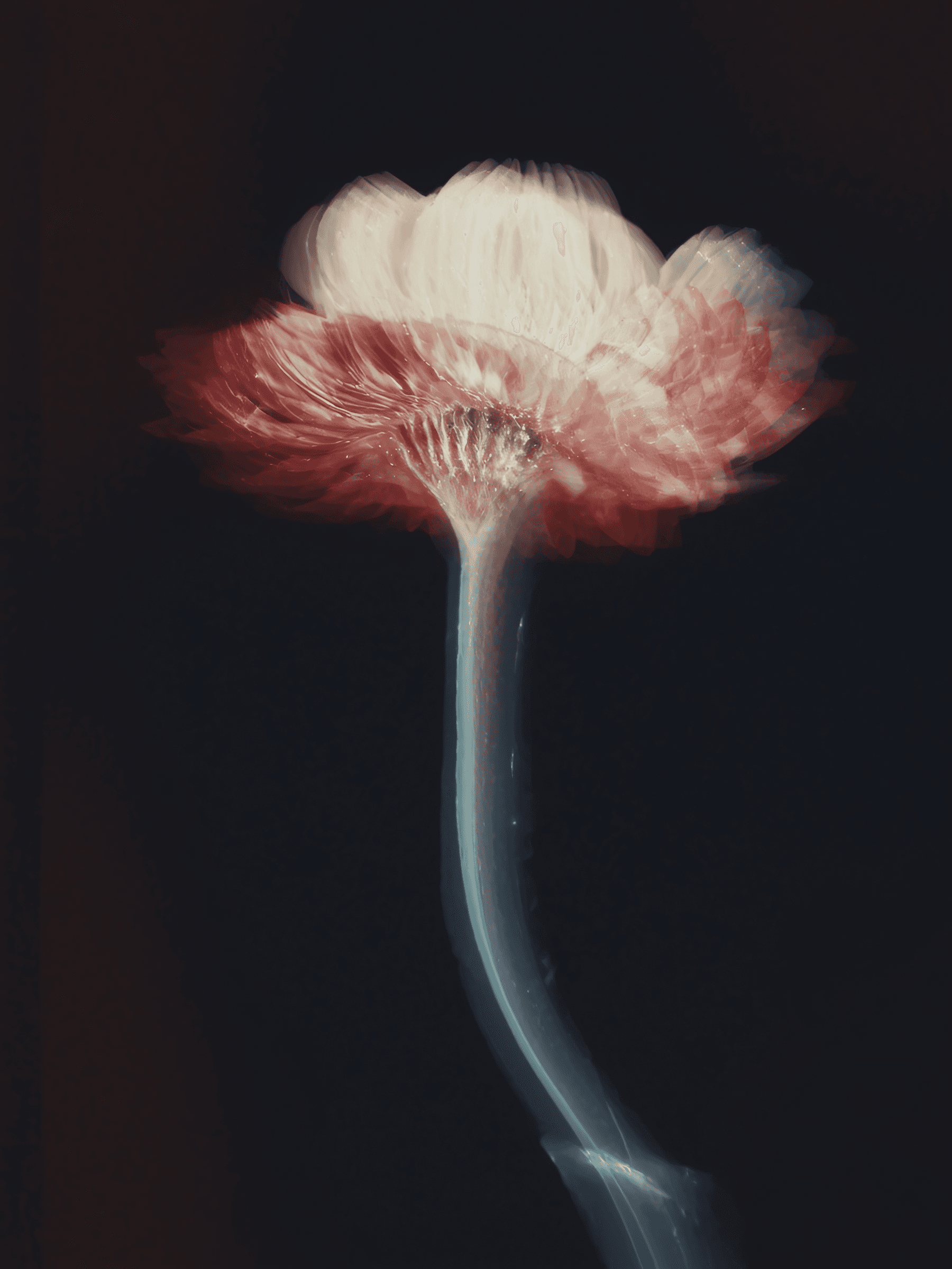 Ethereal Flower