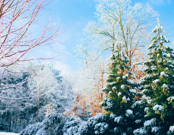 Snow covered winter trees
