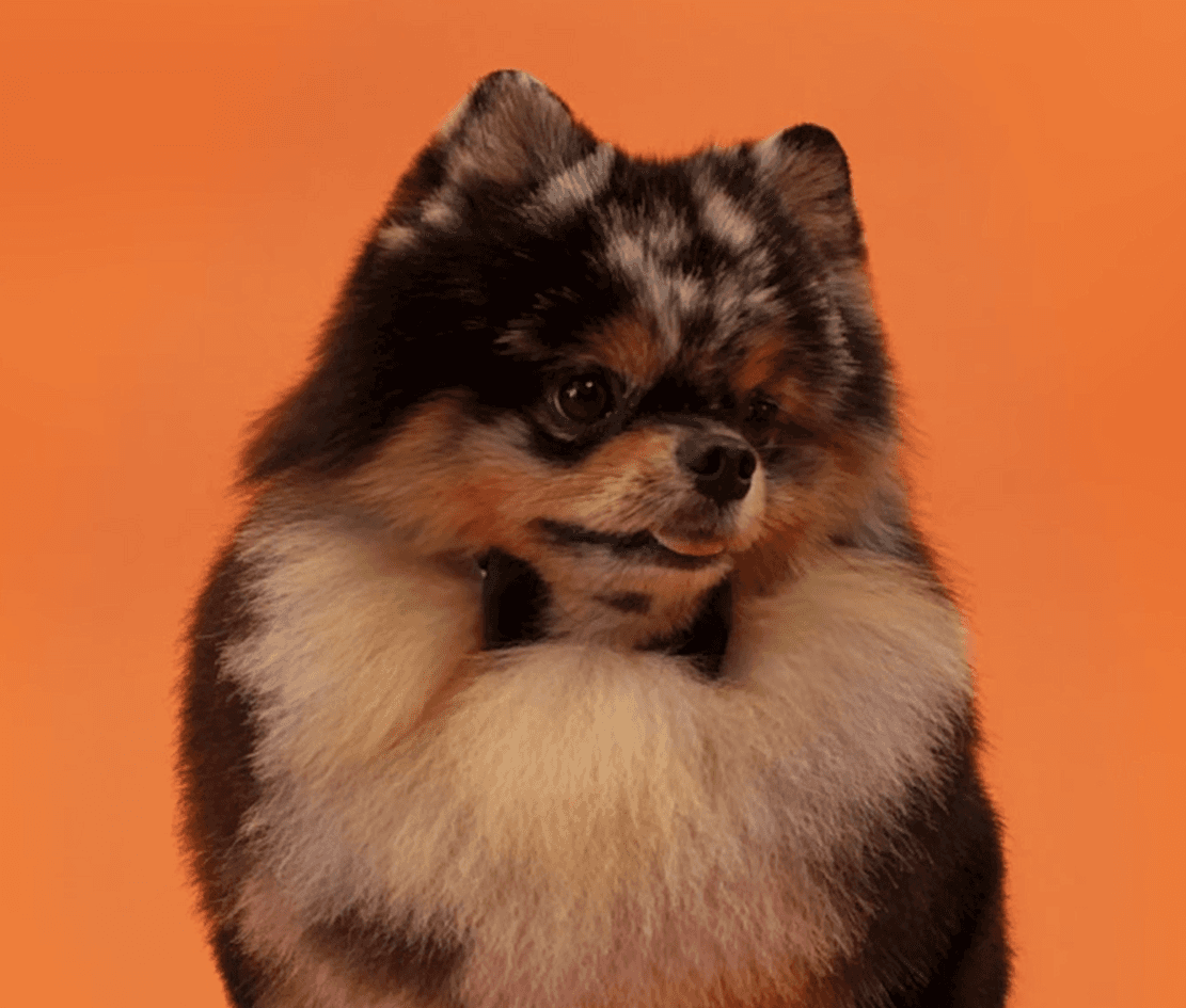 Playful photo of a fluffy dog with expressive face to reflect personality, style, and artistic grooming flair.