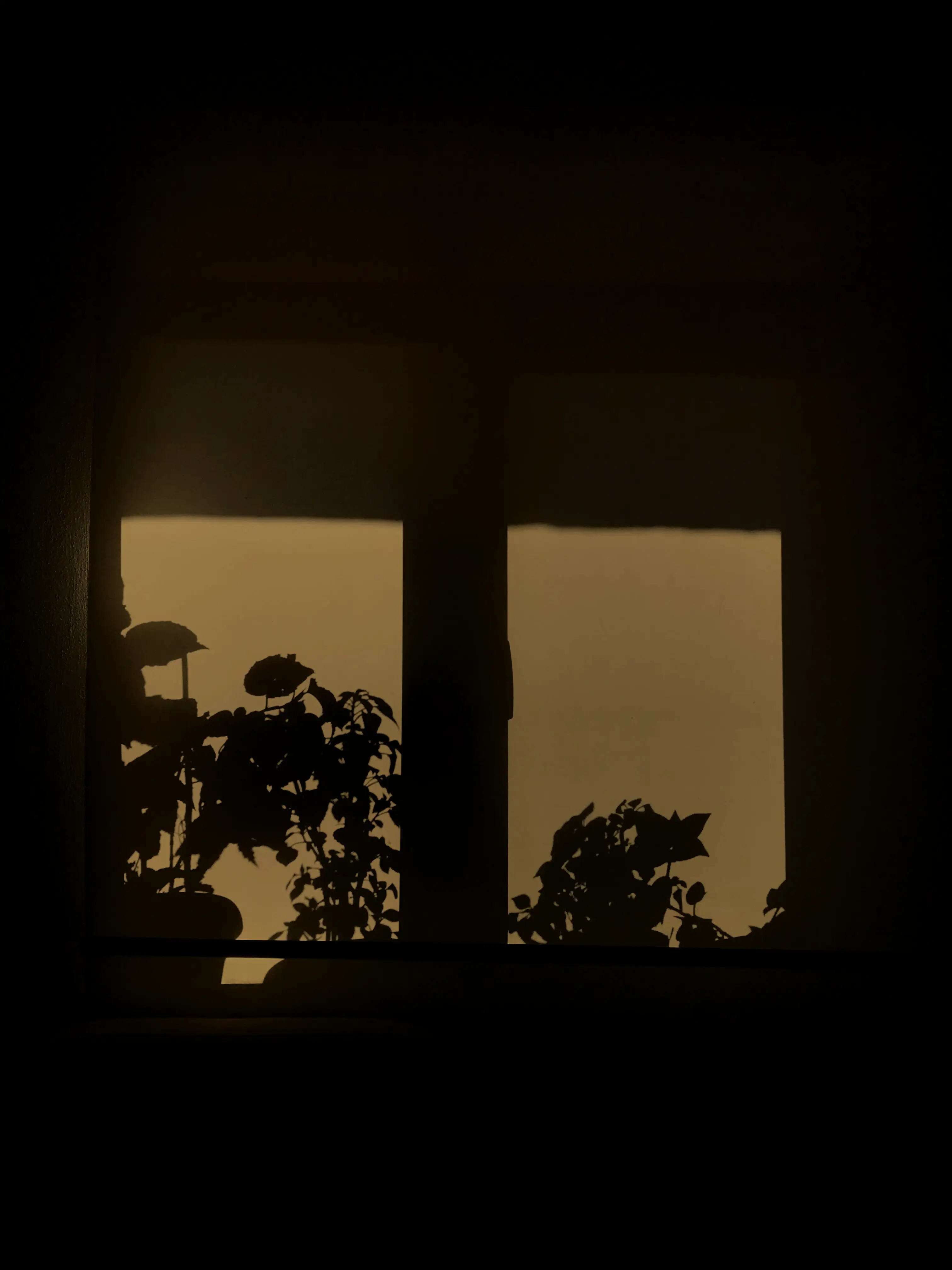 A scene of a wall with plants' shadow casted onto it