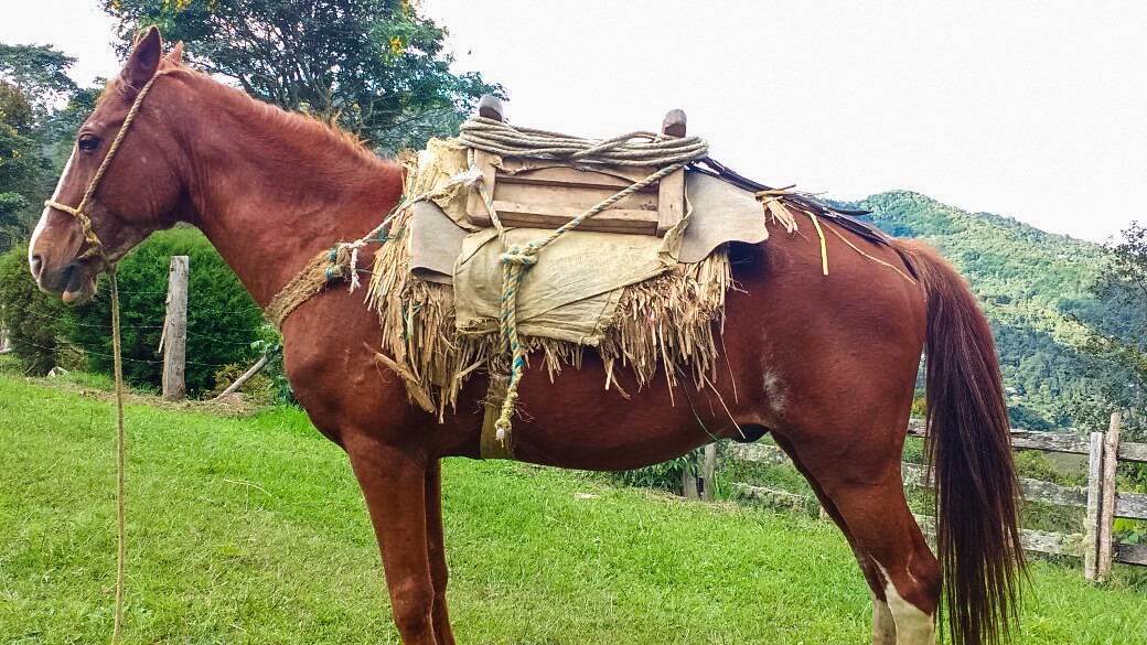 caballo arriero con herramienta tradicional Angarilla