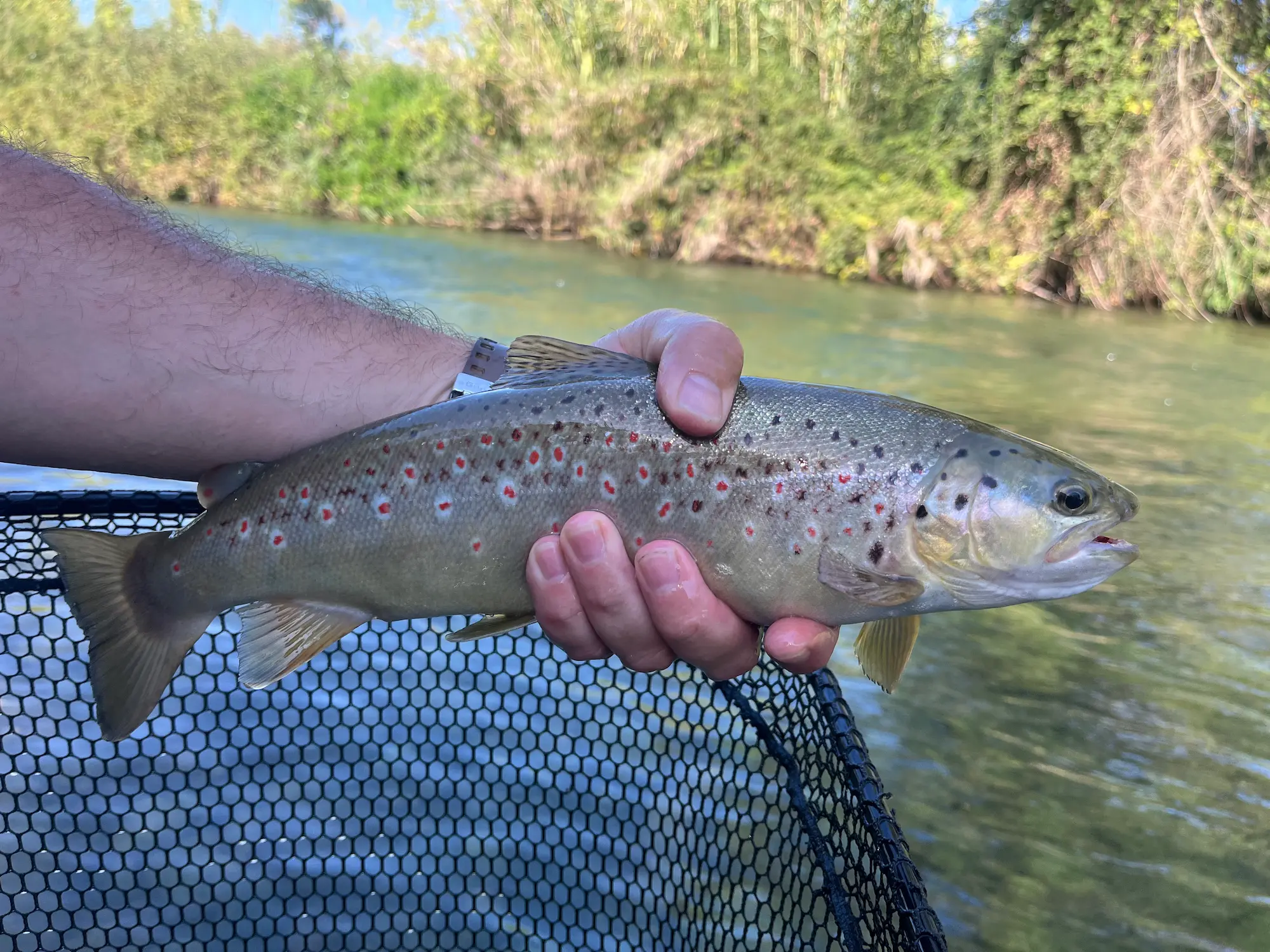 Winter fly fishing Barcelona trout