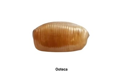 Ootecas