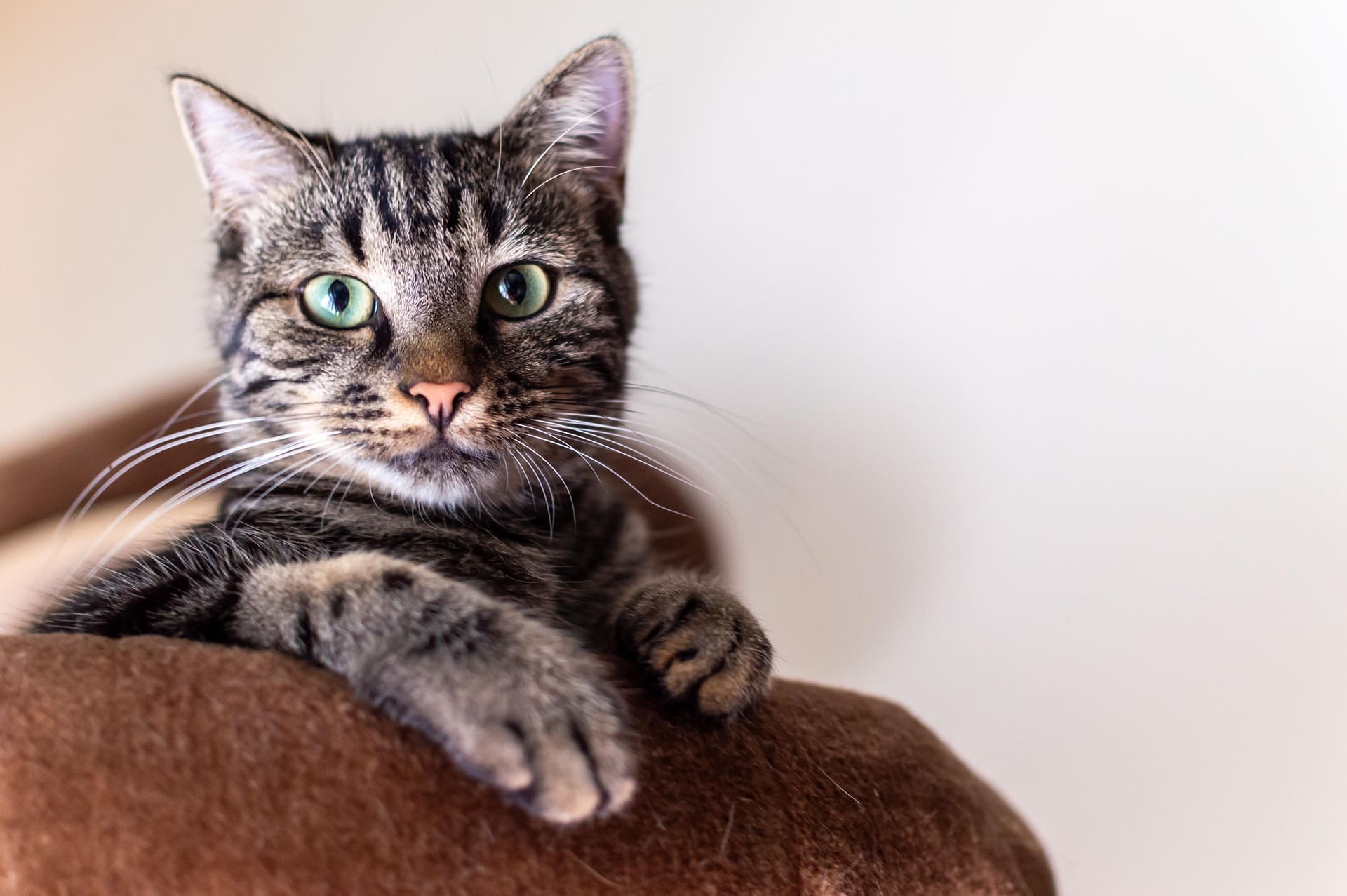 A cat with a stripped coat pattern and green eyes is lying down on a brown couch.