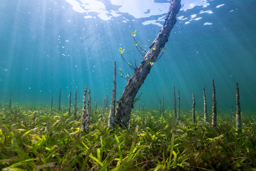 A mangrove in seagrass (c) Anthony Ochieng Onyango