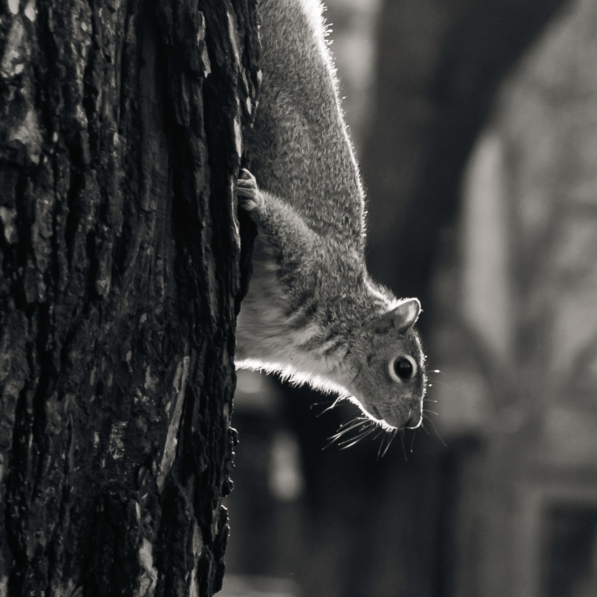 Nature photograph