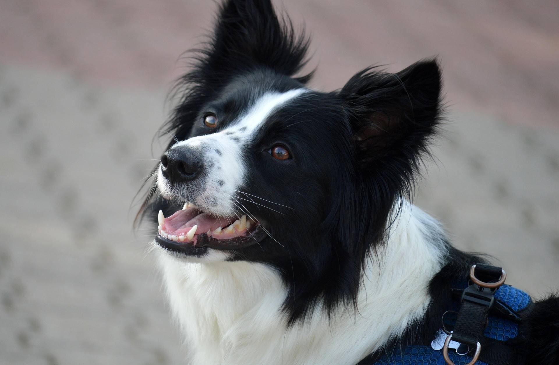 Border Collie Grooming Guide