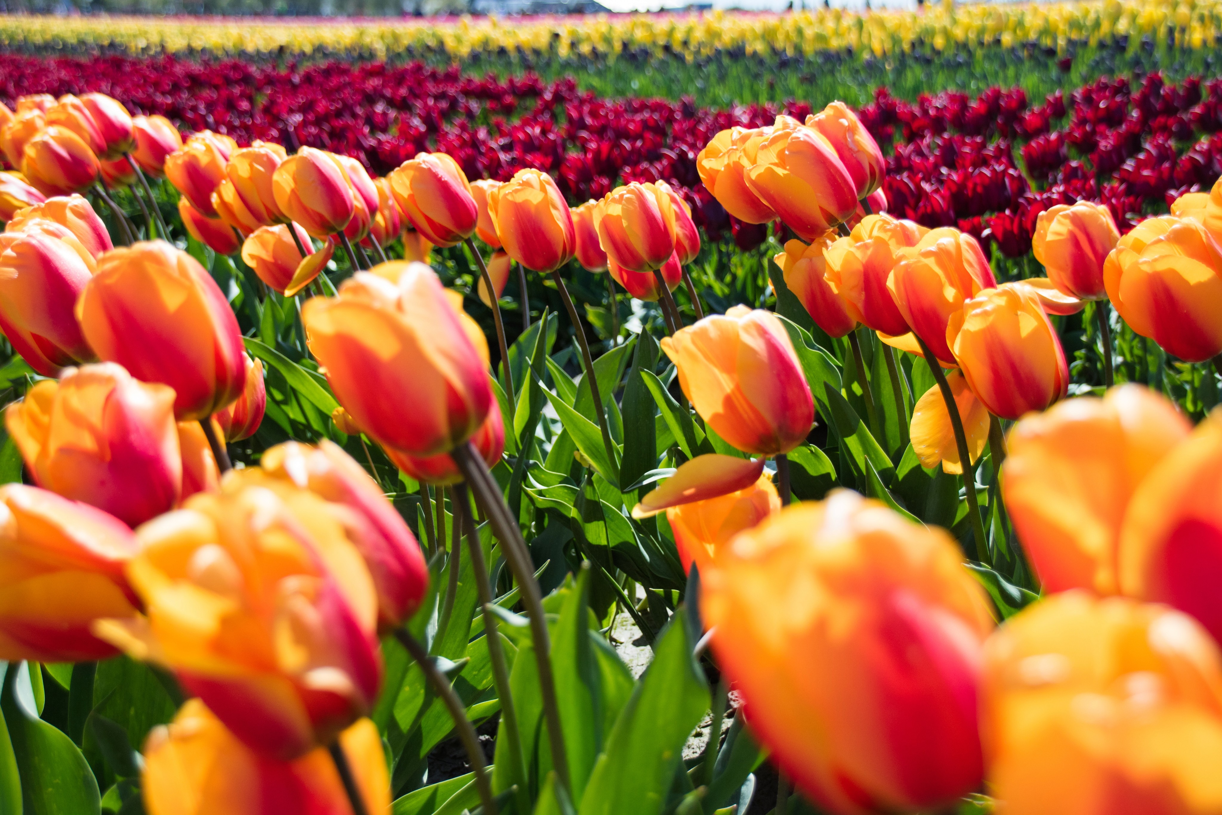 Field of tulips