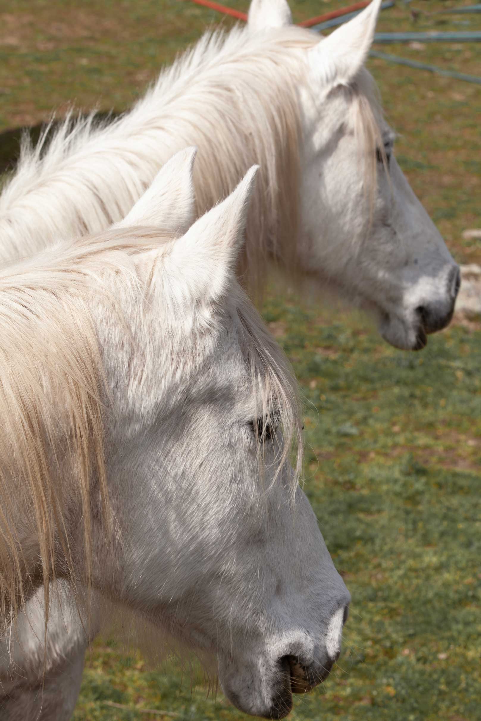 Caballo marrón implicado en procesos de coaching asistido con caballos