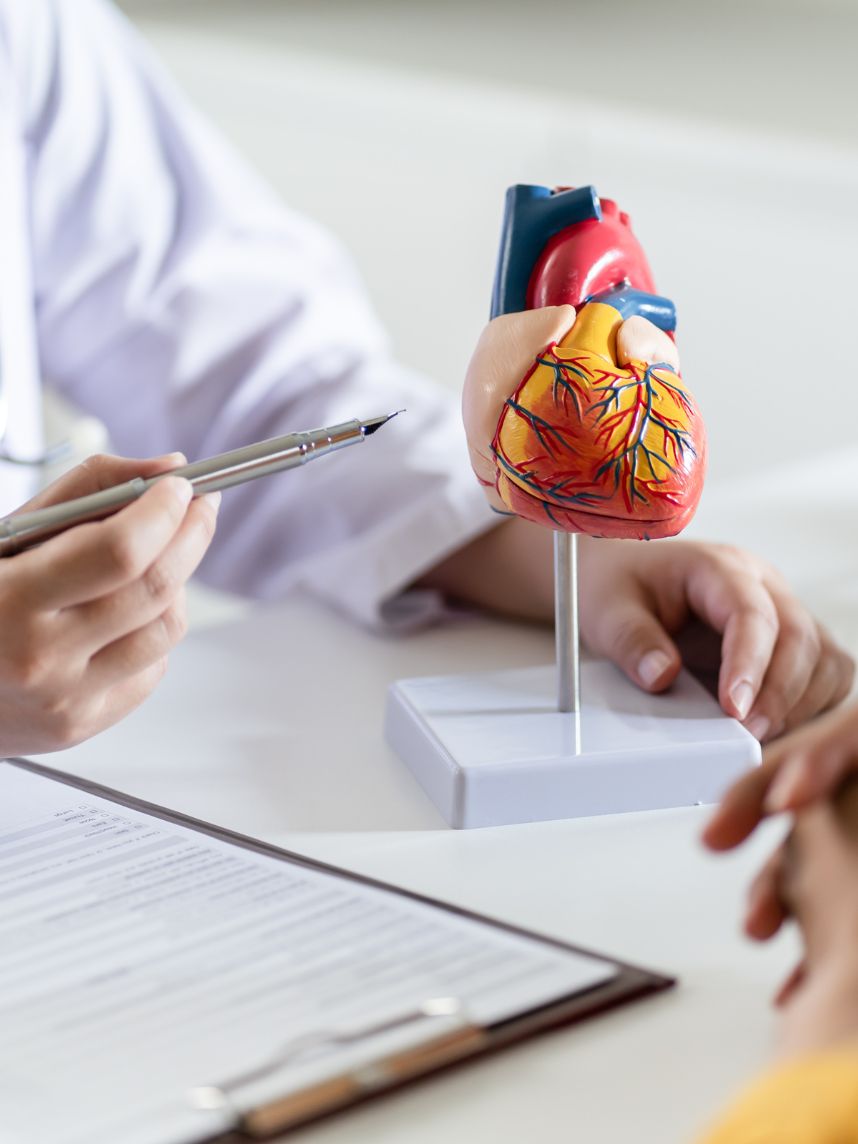 Doctor using a heart model to explain anatomy to a patient.