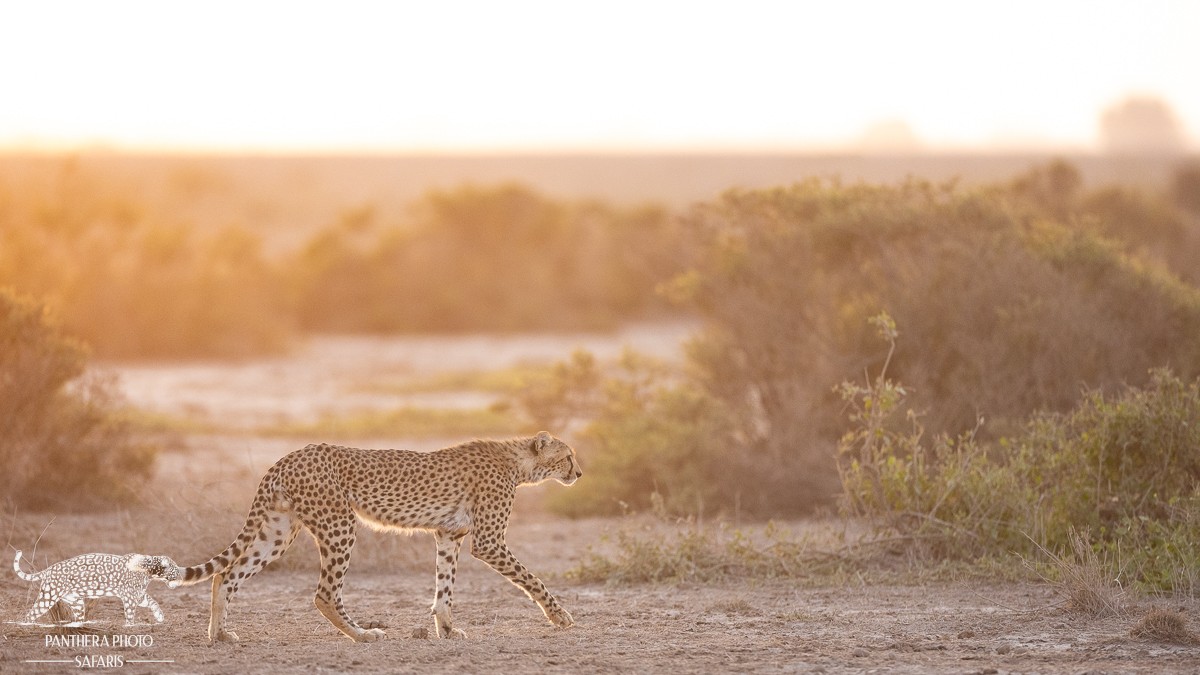 Amboseli Trip Report