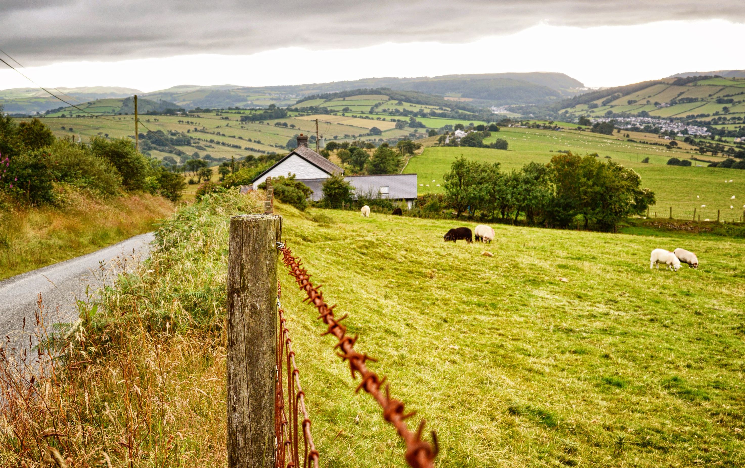 Field with sheep in Penrhyn-coch