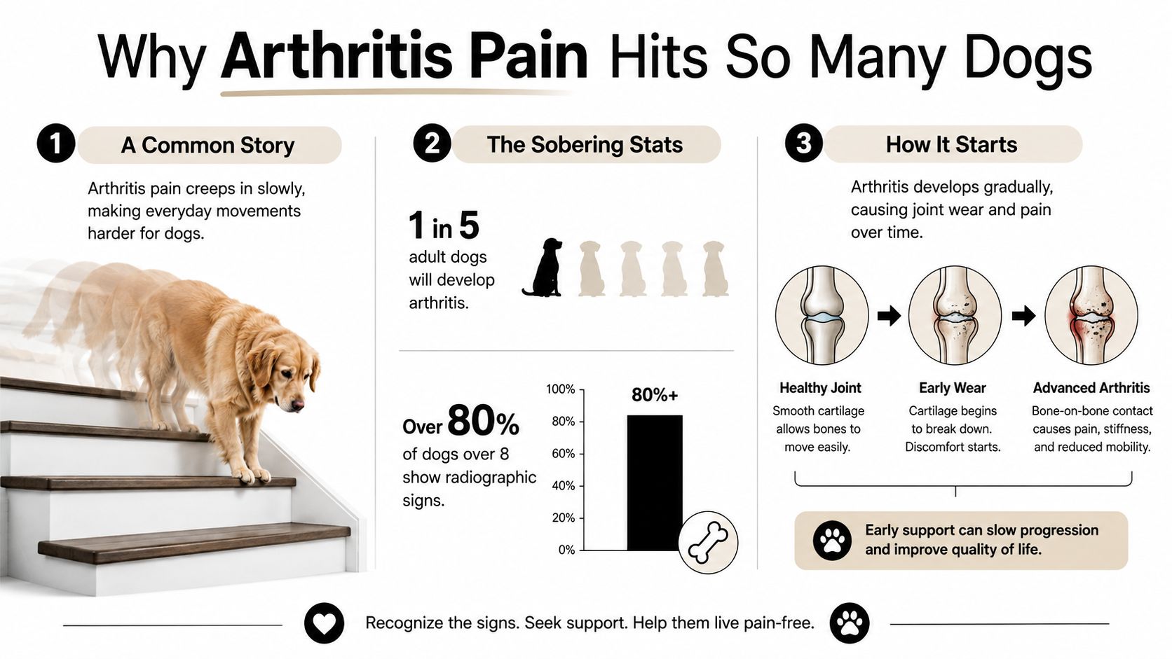 An infographic titled Why Arthritis Pain Hits So Many Dogs, explaining symptoms, statistics, and joint health.